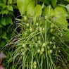 Carex Grayi ( turzyca maczugowata )