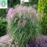 Miscanthus Kleine Fontane
