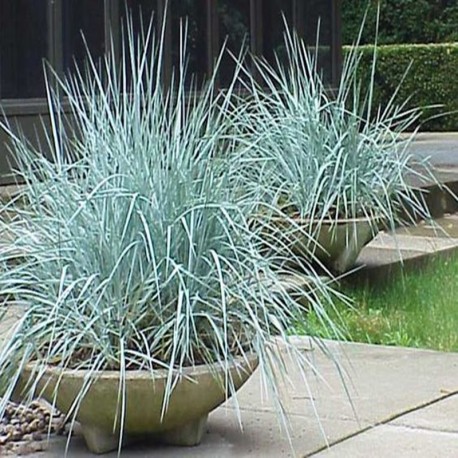 LEYMUS ARENARIUS - WYDMUCHRZYCA PIASKOWA