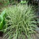 CAREX MORROWII ICE DANCE