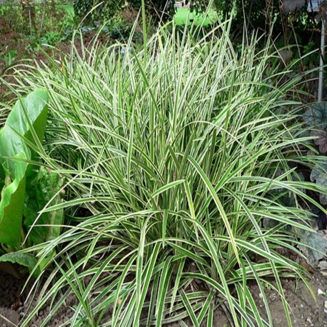CAREX MORROWII ICE DANCE