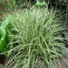 Carex Ice Dance ( turzyca taniec lodu)