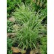 CAREX MORROWII ICE DANCE
