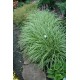 CAREX MORROWII ICE DANCE