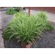 CAREX MORROWII ICE DANCE