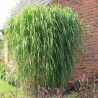 Miscanthus Giganteus (miskant olbrzymi)