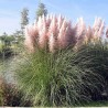 CORTADERIA SELLOANA ROSEA - TRAWA PAMPASOWA