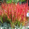 Imperata Red Baron