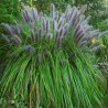 Pennisetum Moudry