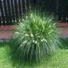 Pennisetum Hameln