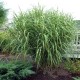 Miscanthus Giraffe (miskant żyrafa)