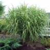 Miscanthus Giraffe (miskant żyrafa)