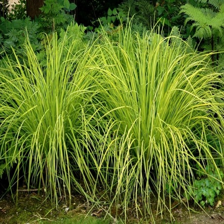 CAREX GOLD FOUNTAIN