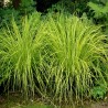 CAREX GOLD FOUNTAIN