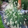 PENNISETUM AL. VILLOSUM
