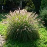 Pennisetum Herbstzauber
