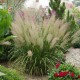 Calamagrostis Bratytricha (trzcinnik krótkowłosy)