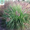 Pennisetum Red Head