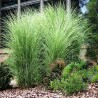 Miscanthus Morning Light (miskant poranne światło)