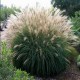 MISCANTHUS KLEINE SILBERSPINNE