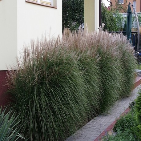 MISCANTHUS SILBERSPINNE