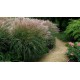 MISCANTHUS SILBERSPINNE