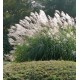 MISCANTHUS SILBERSPINNE