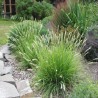 Sesleria Autumnalis ( sesleria jesienna)