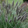 Pennisetum Black Beauty (czarna piękność)