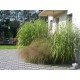 MISCANTHUS GIRAFFE