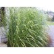 MISCANTHUS GIRAFFE