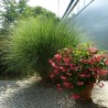 Miscanthus Gracillimus