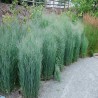 PANICUM  HEAVY METAL (proso )