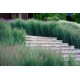 PANICUM VIRGATUM HEAVY METAL