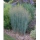 PANICUM VIRGATUM HEAVY METAL