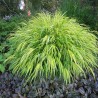 Hakonechloa Macra Aureola