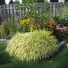 Hakonechloa Macra All Gold