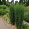 Panicum Northwind (proso północny wiatr)