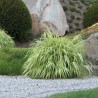Hakonechloa Greenhills