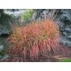 MISKANTHUS SIOUX