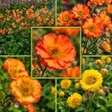 GEUM - KUKLIK