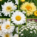 LEUCANTHEMUM - ZŁOCIEŃ
